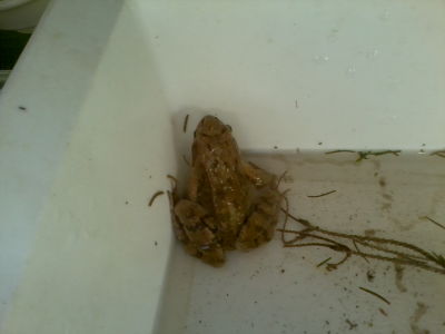 Frosch © Wasserland Steiermark Frosch