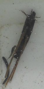 Köcherfliegenlarven © Wasserland Steiermark Köcherfliegenlarven