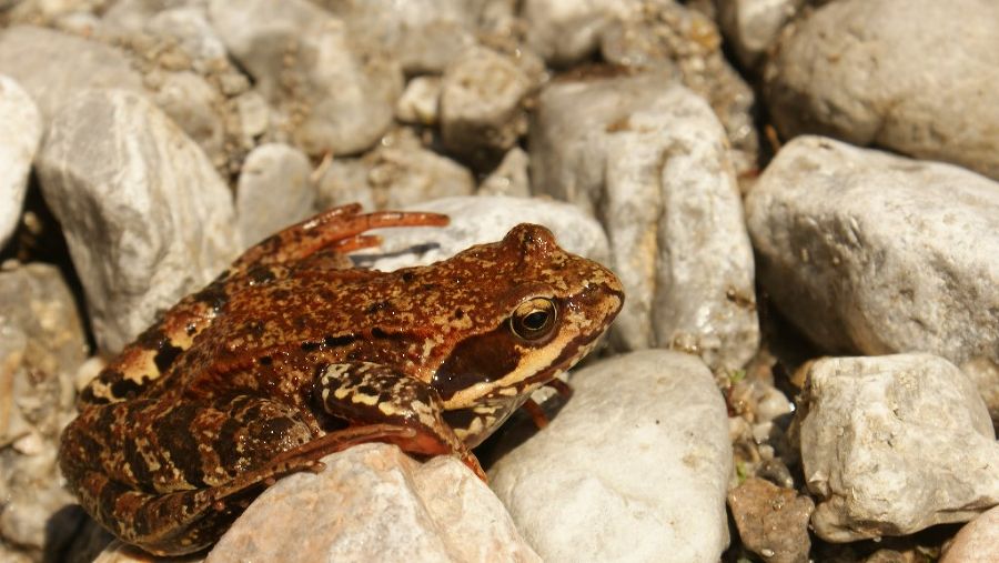 Flotter Springfrosch