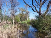 Naturlandschaft mit Wasser, Schilf und Laubbäumen an einem sonnigen Tag.