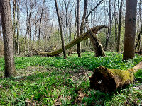 Frühlingswald mit dichter Vegetation aus Bärlauch und umgestürzten Baumstämmen.