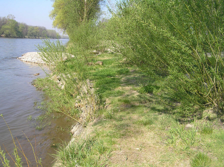 Uferstrukturierung und Uferschutz im Stadtbereich von Bad Radkersburg