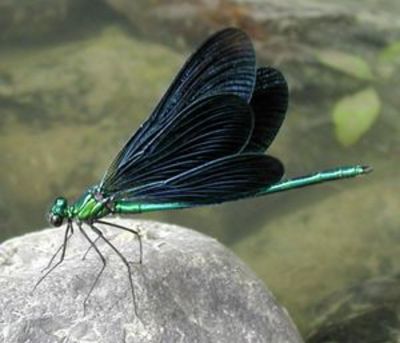Foto:http://de.wikipedia.org