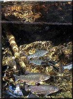 Fische am Tummelplatz Fische am Tummelplatz