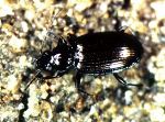 Bembidion friebi