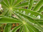 Detailaufnahme: Wassertropfen auf den grünen Blättern einer Pflanze