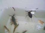 Wasserskorpion und Co