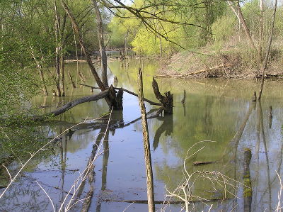 Altarm der Raab in Schiefer/Hohenbrugg