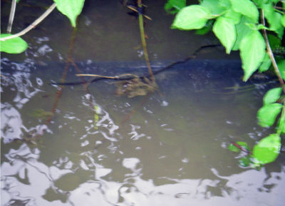 Amurkarpfen Ctenopharyngodon idella