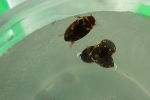 Gefleckter Schnellschwimmer
