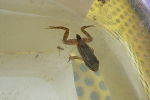 Frosch