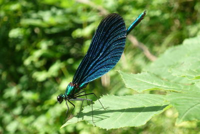 Blaugeflügelte Prachtlibelle