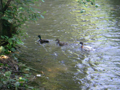 Ente gut, alles gut :)