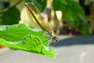 Bronzefarbenes Weibchen einer Blauflügel-Prachtlibelle