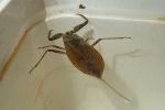 Wasserskorpion