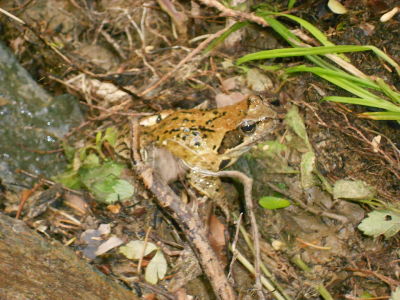 Schöner Grasfrosch!