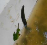 Egel
