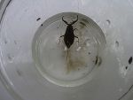 Wasserskorpion