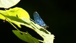 Libelle
