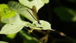 Libelle
