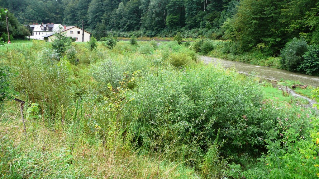 Bildung einer weichen Au, Aufweitung bei Krems in Steiermark, 2015 Bildung einer weichen Au, Aufweitung bei Krems in Steiermark, 2015